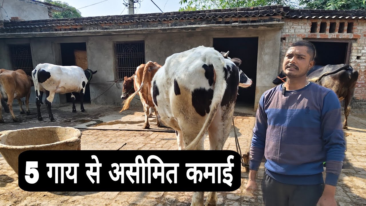 High Milk Yield Cow For Sale 🔥 10 से 30 लीटर दूध | Limited Stock