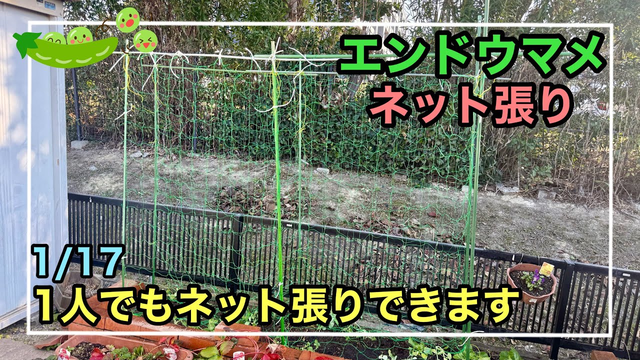 ［家庭菜園］エンドウマメのネット張りをしました。1人でも上手くできました