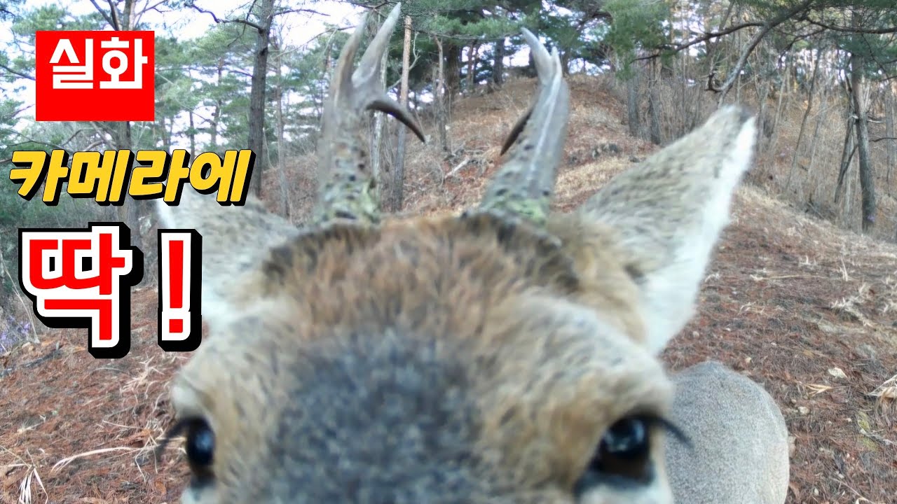 표범촬영 프로젝트 🐆 경북과 강원도 산골의 무인센서카메라 확인