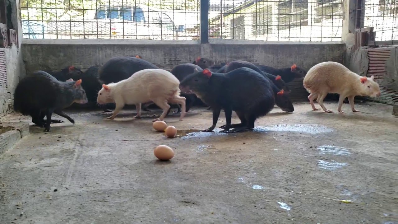 Did you know Agouti (Dasyprocta leporina) ate eggs?