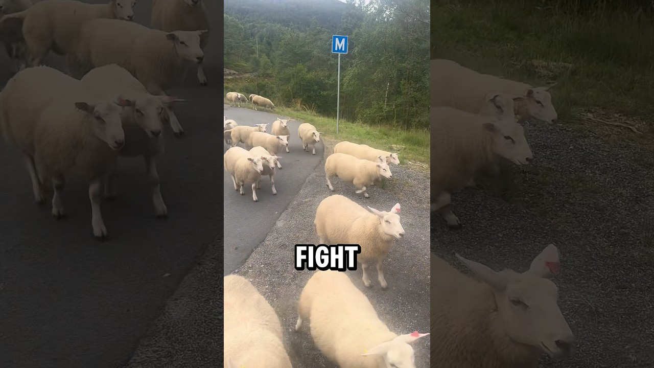 На меня напала деревенская банда 🆘🇳🇴😄 #fightclub