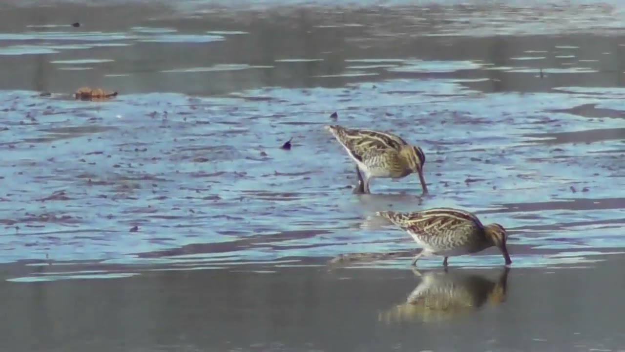 タシギ３羽が餌を探す