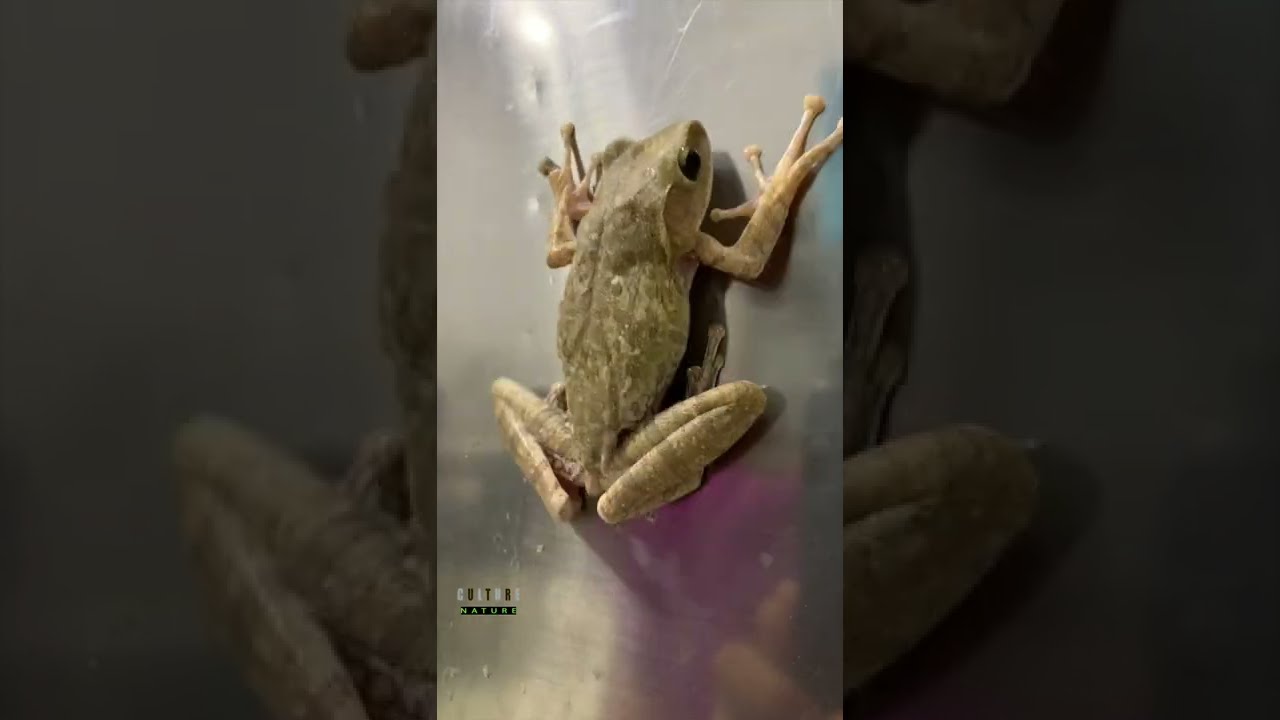 Common Asian Treefrog | The frog which, scares my family every evening | found a frog in the kitchen