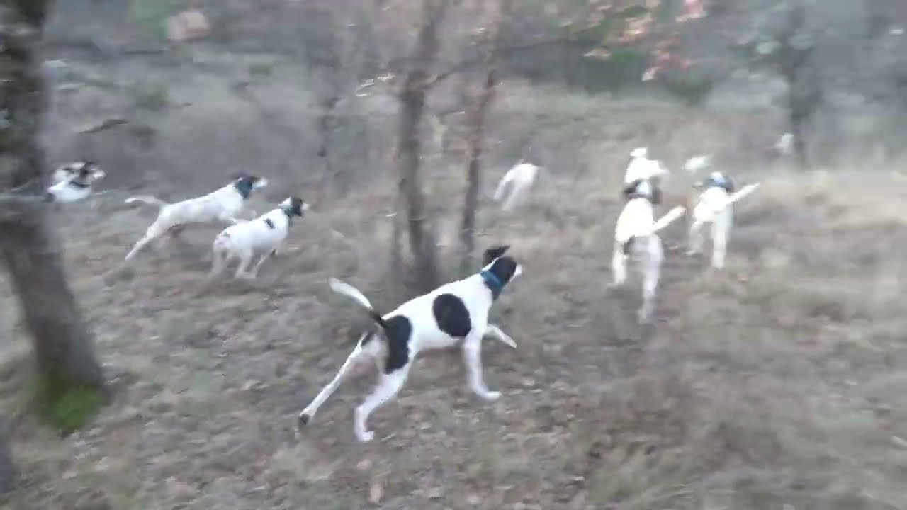 Extraits chasse lièvre 02 Fév et 25 janv 2024. Drôme Provençale