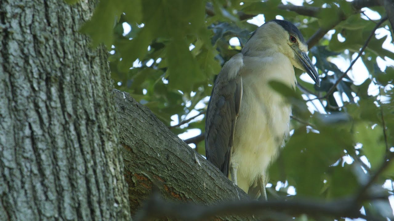 Wild Inside The National Zoo: The Great Night Heron Mystery