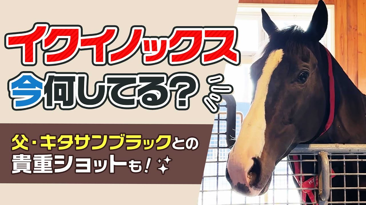 世界最強馬のイクイノックスは、今のんびりと暮らしています