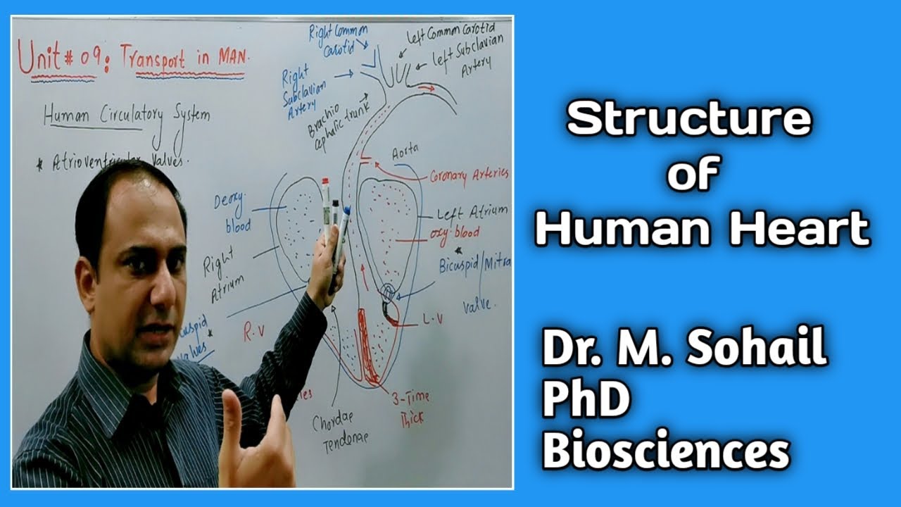 Structure of Human Heart | Pericardium | MDCAT Biology | NEET Biology | Urdu/Hindi