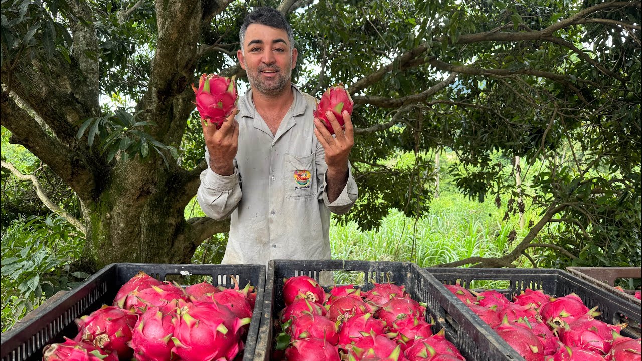 A pitaya que é mais plantada no Brasil!