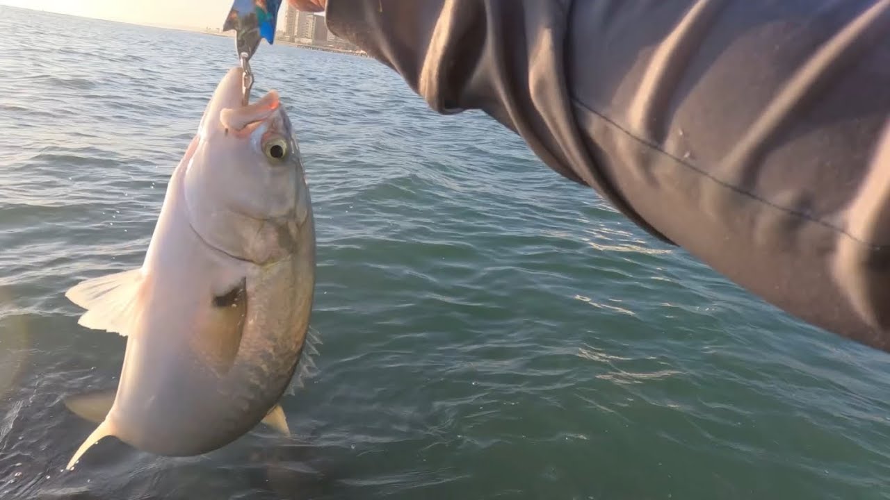 How to catch shad with spoon/spinner