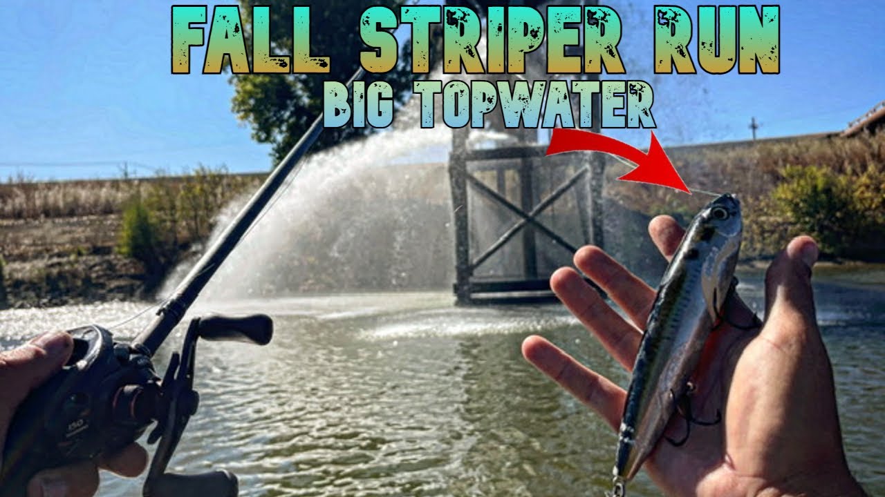 Fall Run Striper | San Joaquin River Striper Fishing | Nonstop Action