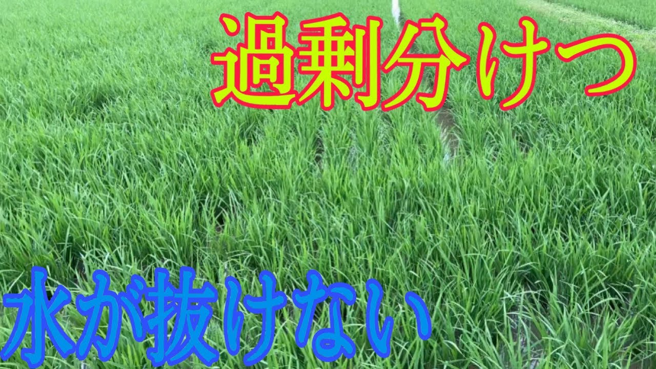 進まぬ中干し