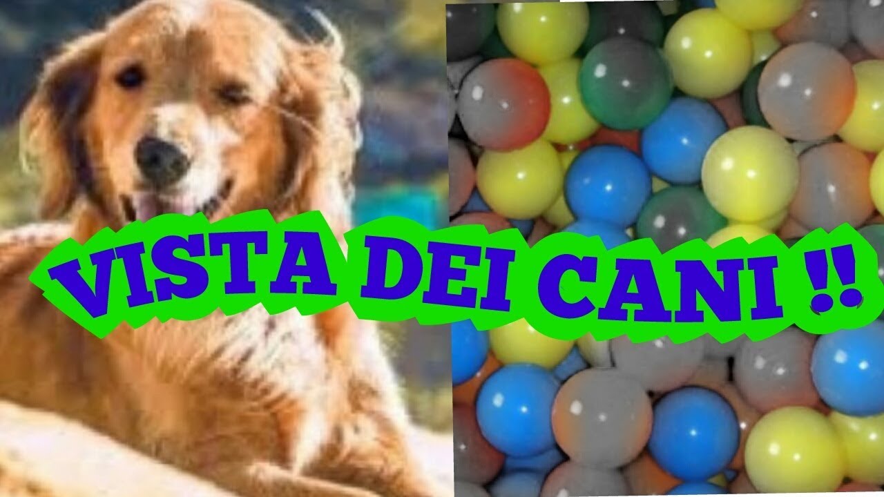 COME VEDE IL NOSTRO CANE ??