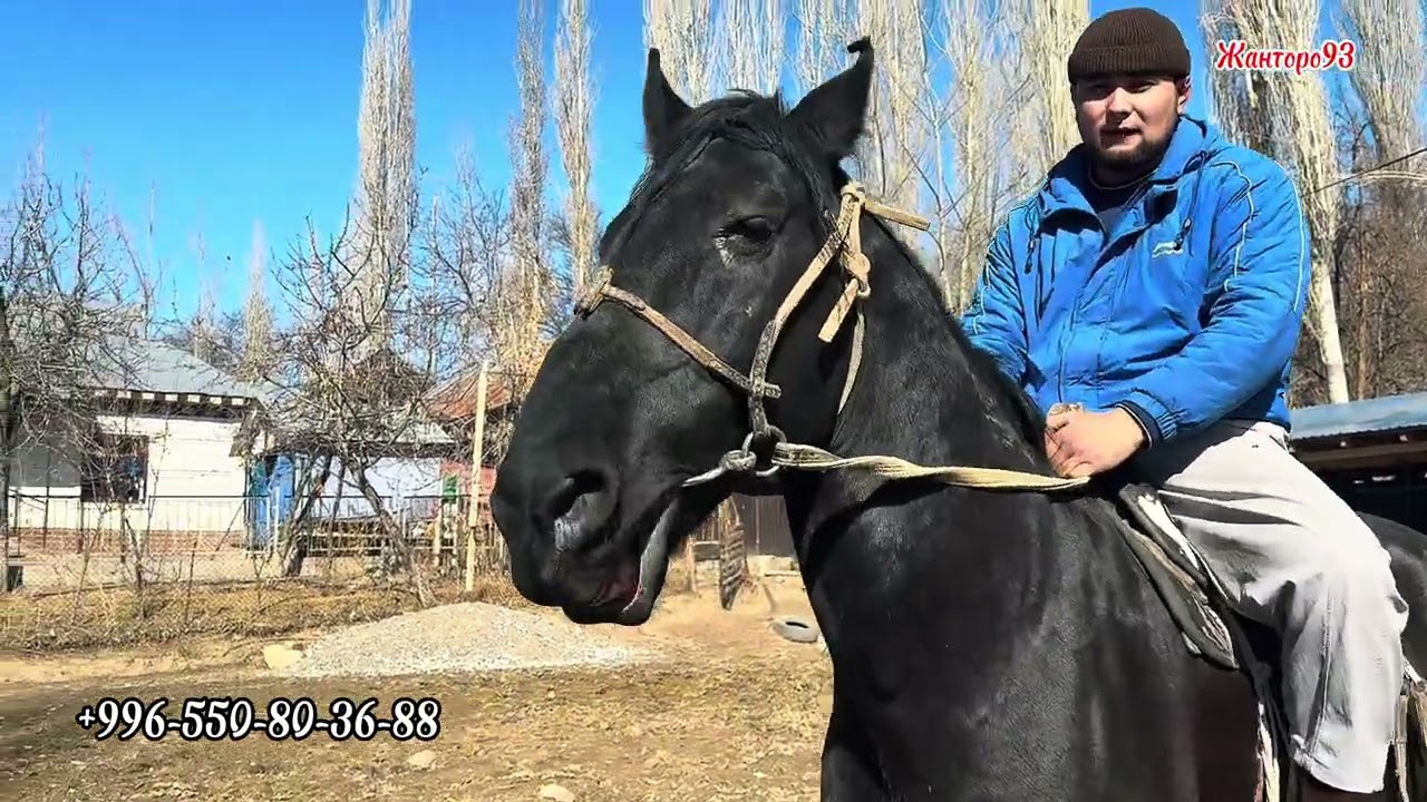 Кыргыз жылкы Улагы уйгурку жооп сынакы Ат 19 февраля 2026 г.