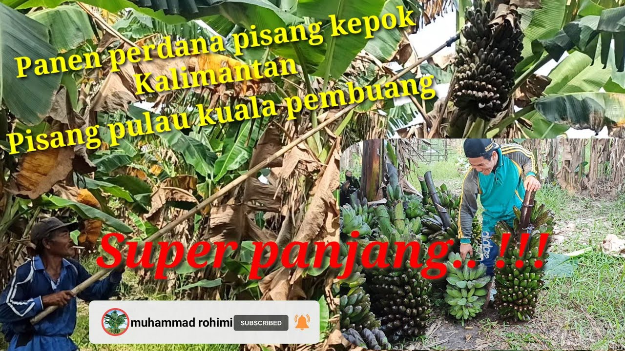 Panen pisang kepok || pisang pulaunya Kalimantan Tengah  || buah pertama trip ke @1