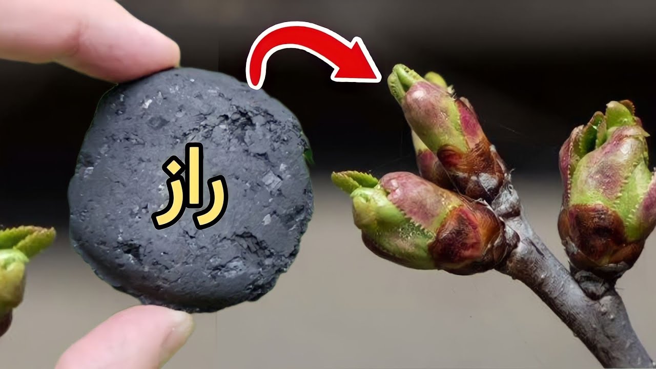 با این هزار درخت را کود دادم و هیچ هزینه برام نداشت