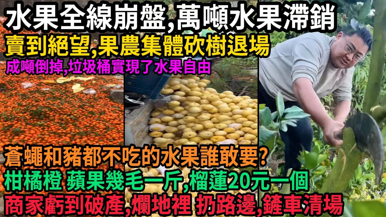 賣到絕望，商家虧到破產，水果全線崩盤，萬噸水果滯銷成噸倒掉，果農集體砍樹退場，盲目擴張引發產能過剩價格暴跌，柑橘橙蘋果幾毛一斤，榴蓮20元一個，急功近利用科技，蒼蠅和豬都不吃的水果誰敢要，#中国
