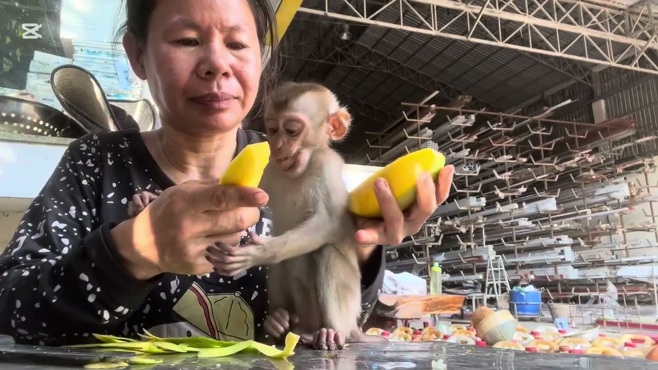 Mary eats sausage #animals  #monkey  #asmr