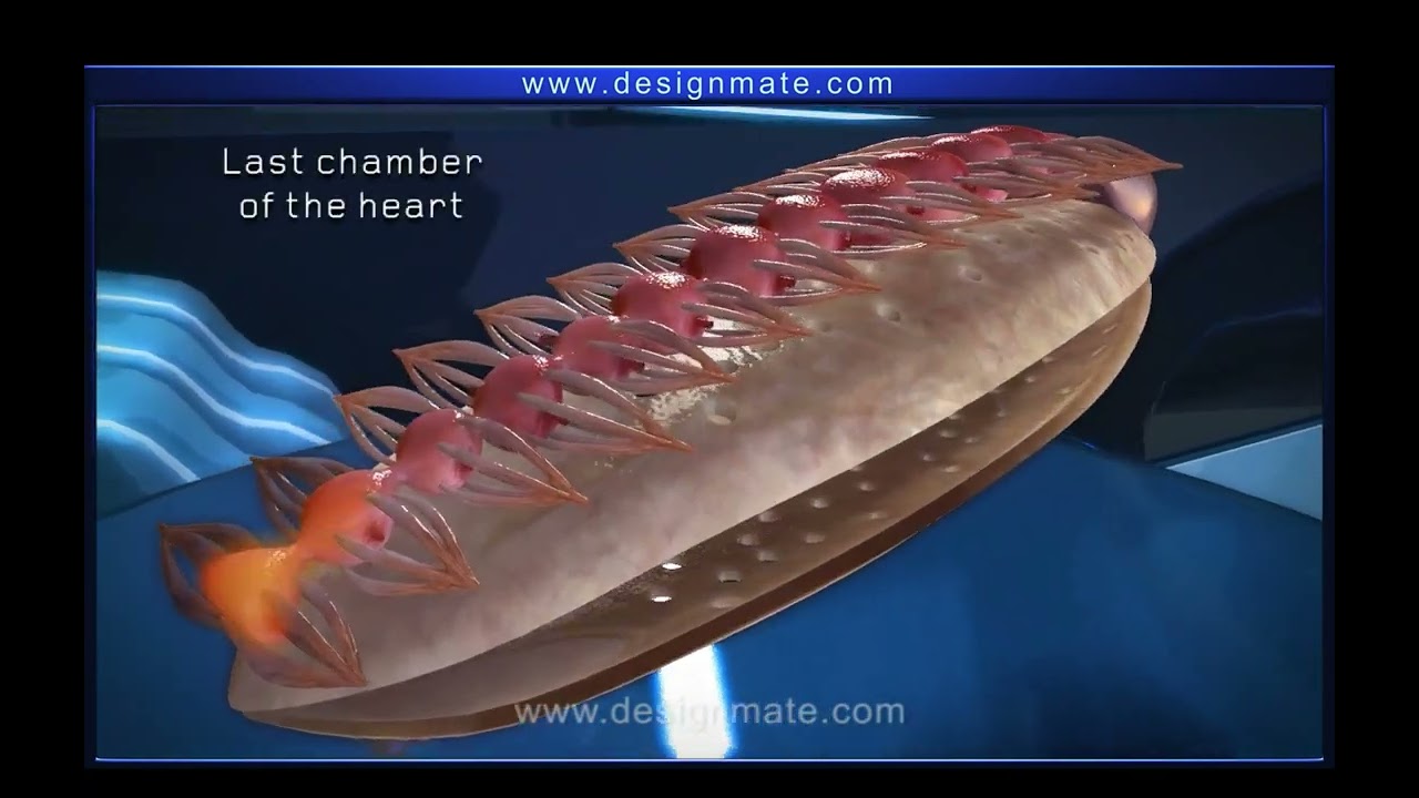 Circulatory system in cockroach