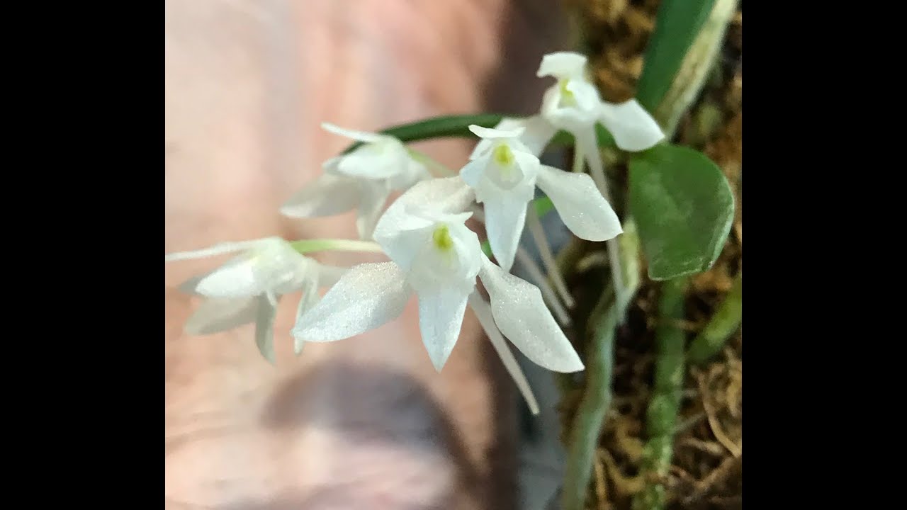 Angraecoid tour and chat; Aerangis, Angraecum, Mystacidium and more!