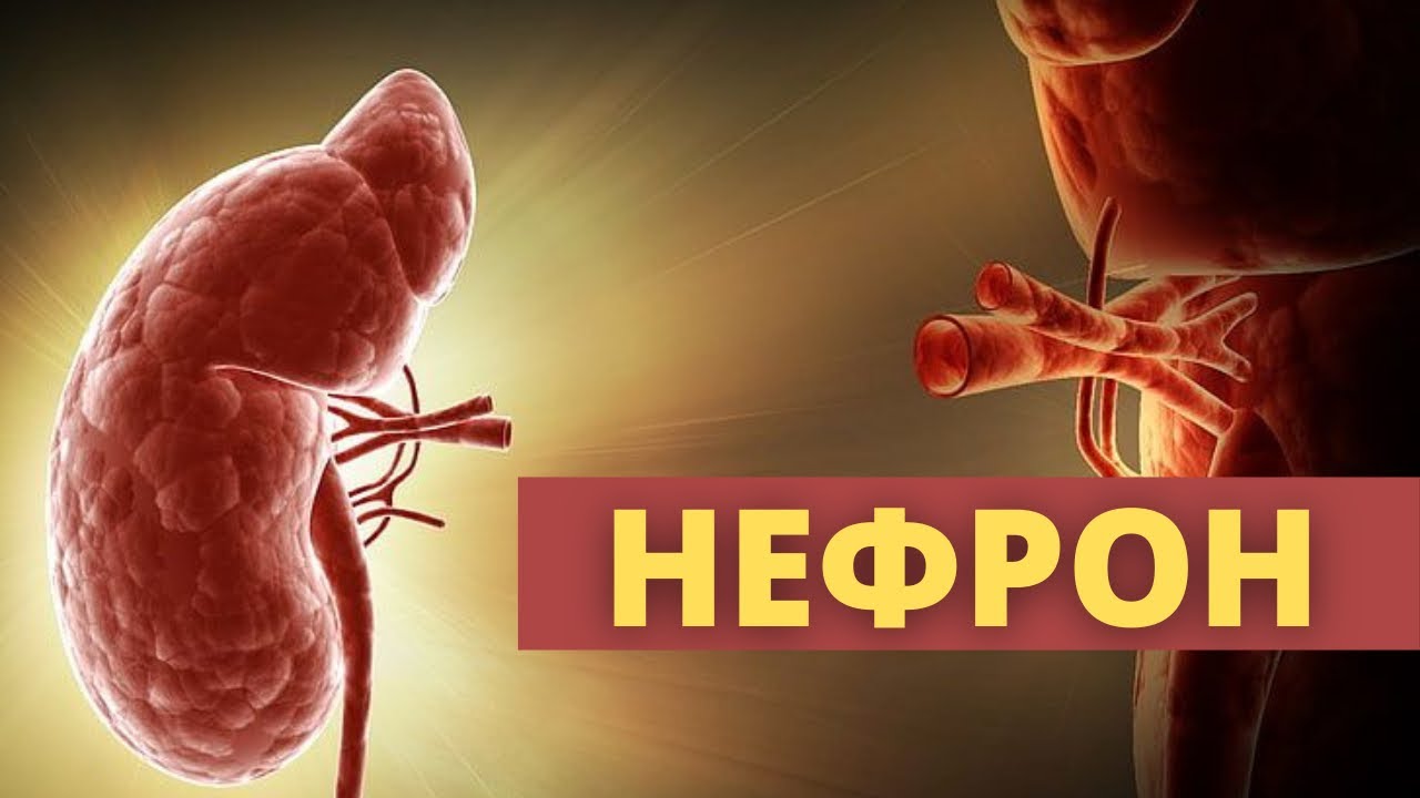 НЕФРОН / Зәрге ҚАН және БЕЛОК не үшін шығады?