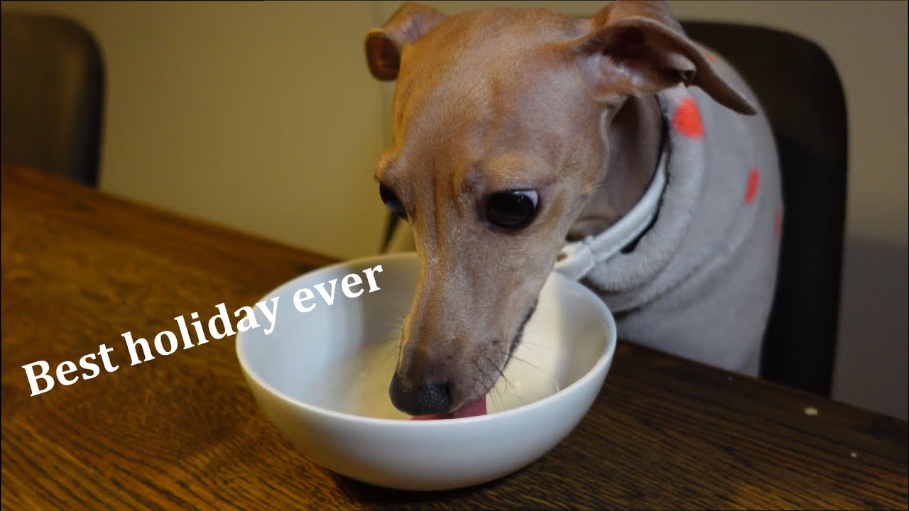 Thanksgiving vlog in Norway with my dog. HAPPY TURKEY DAY!