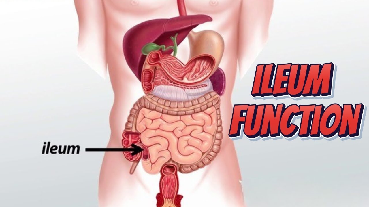 Ileum Function