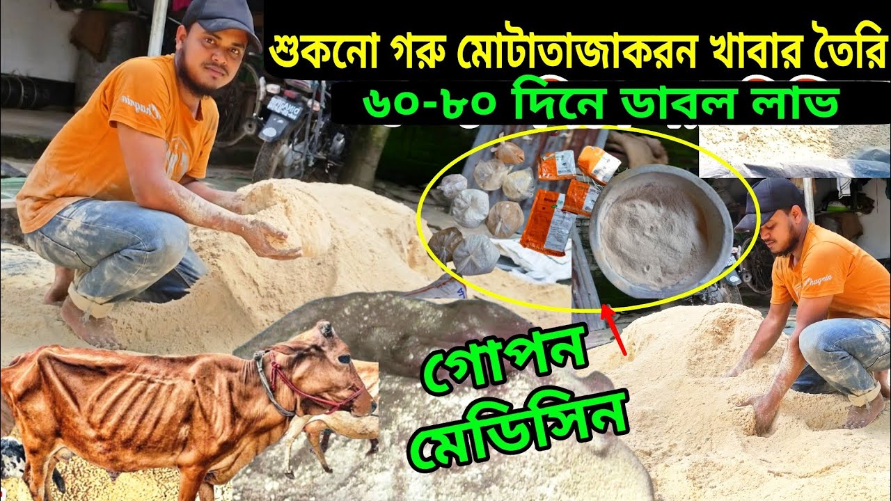 শুকনো হাড্ডিসার গরু মোটাতাজাকরন খাবার তৈরি | ৬০-৮০ দিনে গরু মোটাতাজাকরন | cow fattening food
