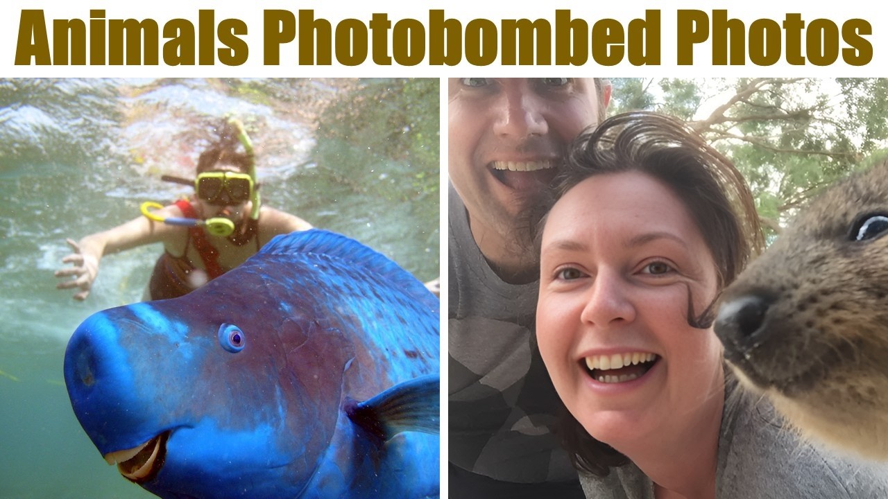 Animals Photobombed Ordinary Photos And Turned Them Into Real Gems