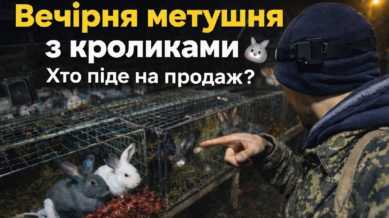 Вечірня метушня з кроликами 🐰 Хто піде на продаж?