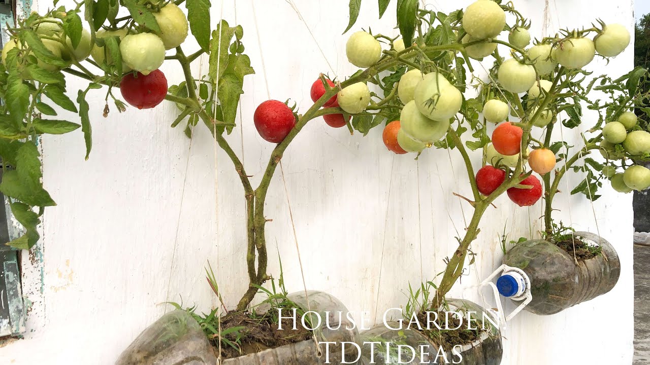 How to grow tomatoes in plastic bottles | TDT Ideas
