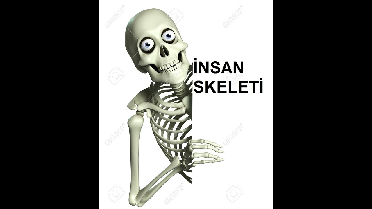 İnsan skeleti