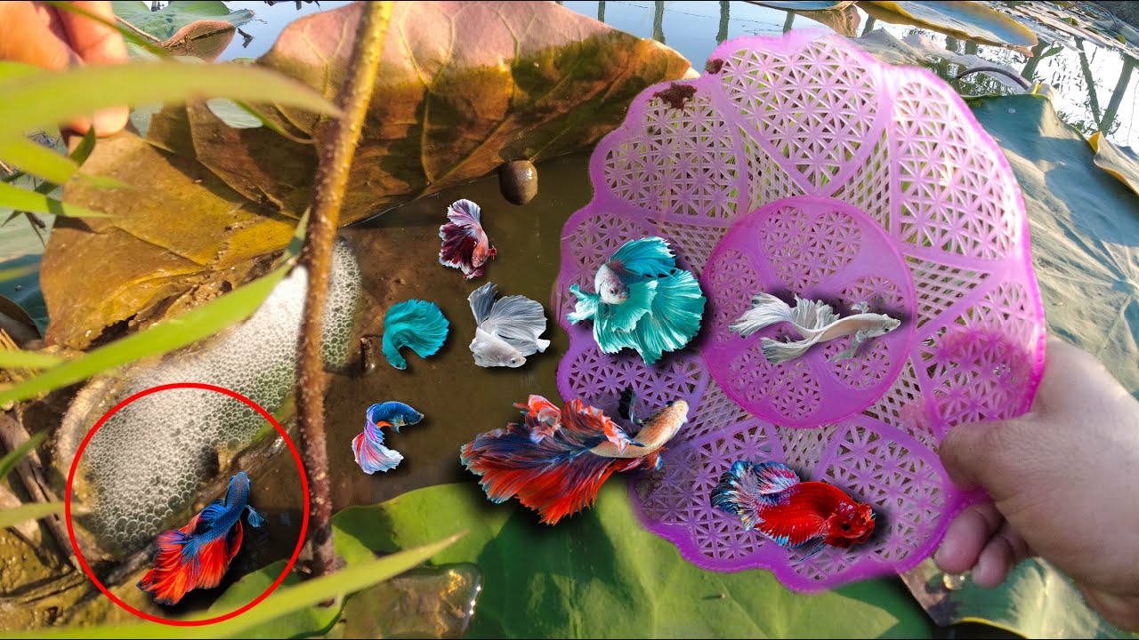 Top 5  Videos Technique Amazing Catch And Found Halfmoon Betta Fish And All Kind Of Bette Fish