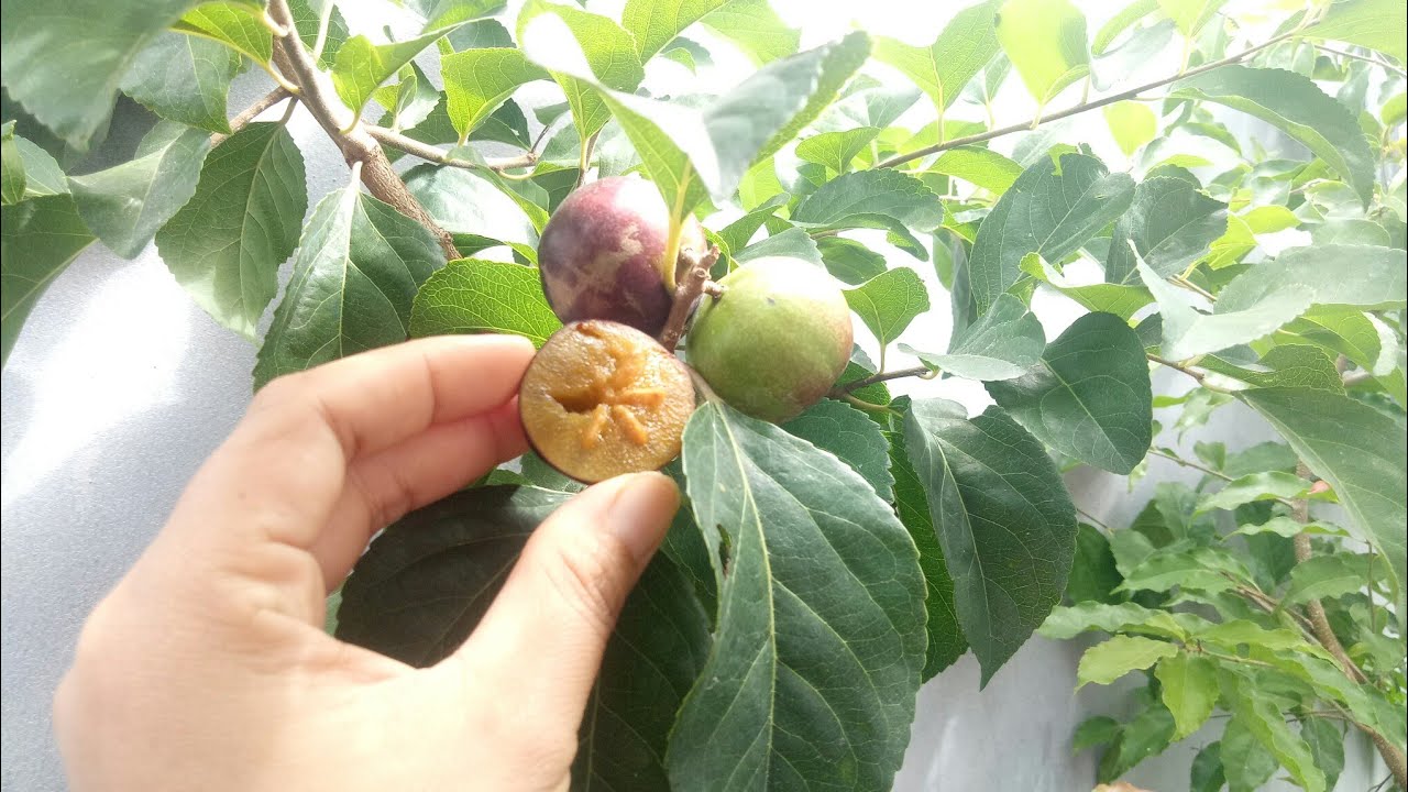 Plum Manila VS Plum Aussie || Manis Mana??