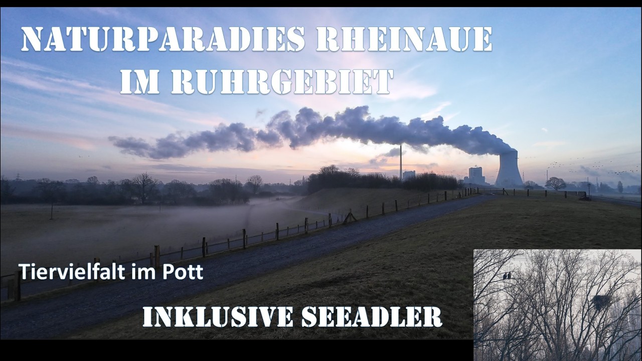 Morgens in der Rheinaue...... inklusive Seeadler
