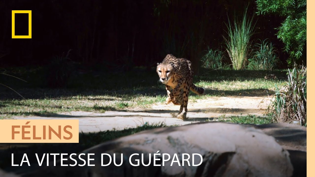 Au ralenti, l'impressionnante course d'un guépard à plus de 100 km/h
