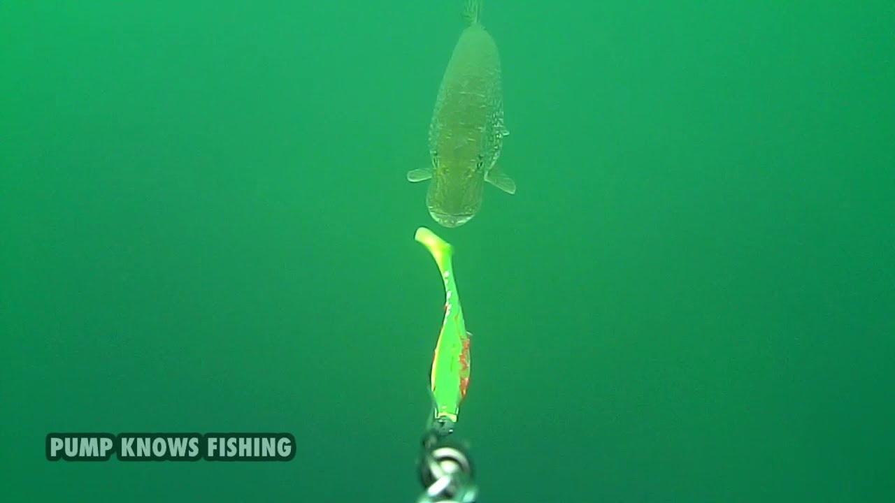 Big Pike Attacking a Swimbait - Strike Pro Pig Shad Jr - 2017
