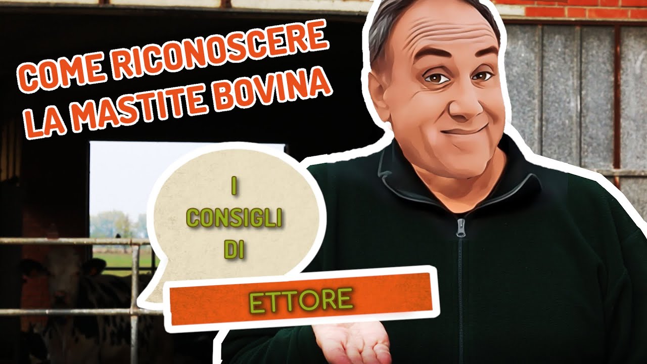MASTITE BOVINA: come puoi riconoscerla? | I consigli di Ettore - ep.1