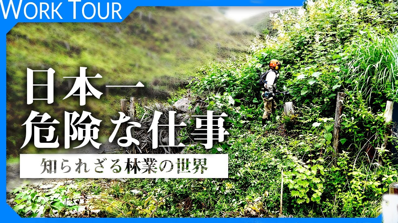 【密着 林業の世界】きこり。それは怪我どころか死の危険もある仕事だった。