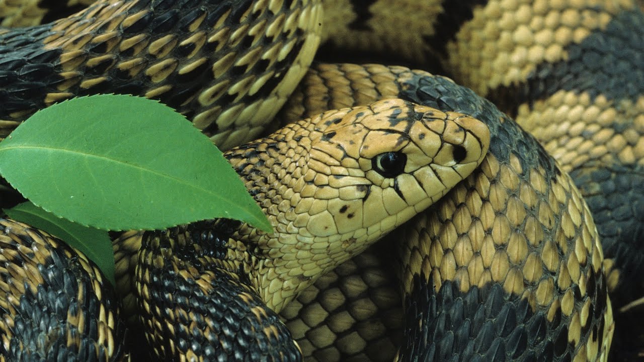 Snakes of Kentucky