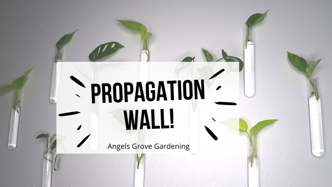 Test Tube Plant Propagation Wall for Under $20!! Angels Grove Gardening & SIPSBY Tea
