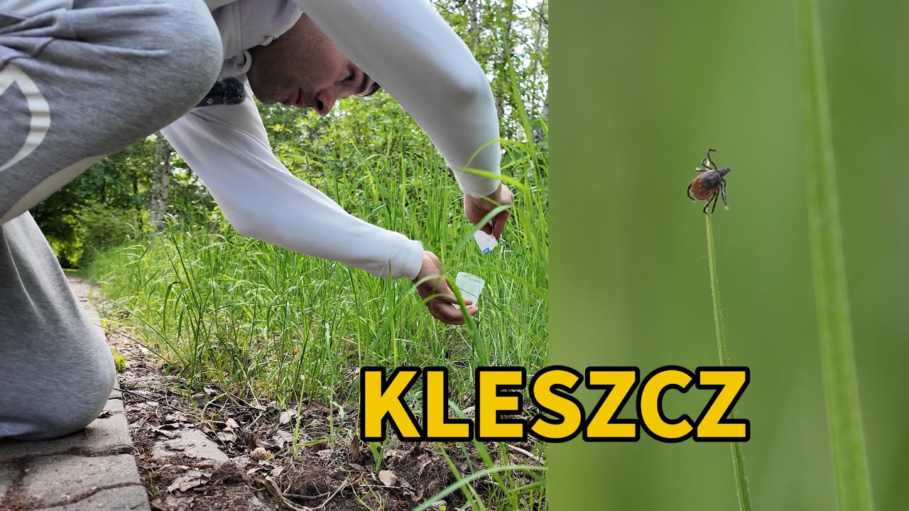 Jak nie złapać kleszcza? / POLSKA