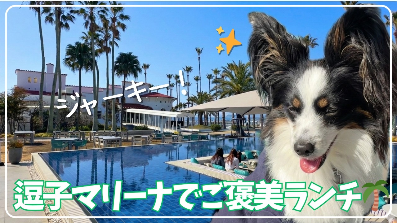 【愛犬と逗子マリーナ】ご褒美の鹿肉ジャーキーと、ドッグランでちょっぴり勇気を出した日🌊