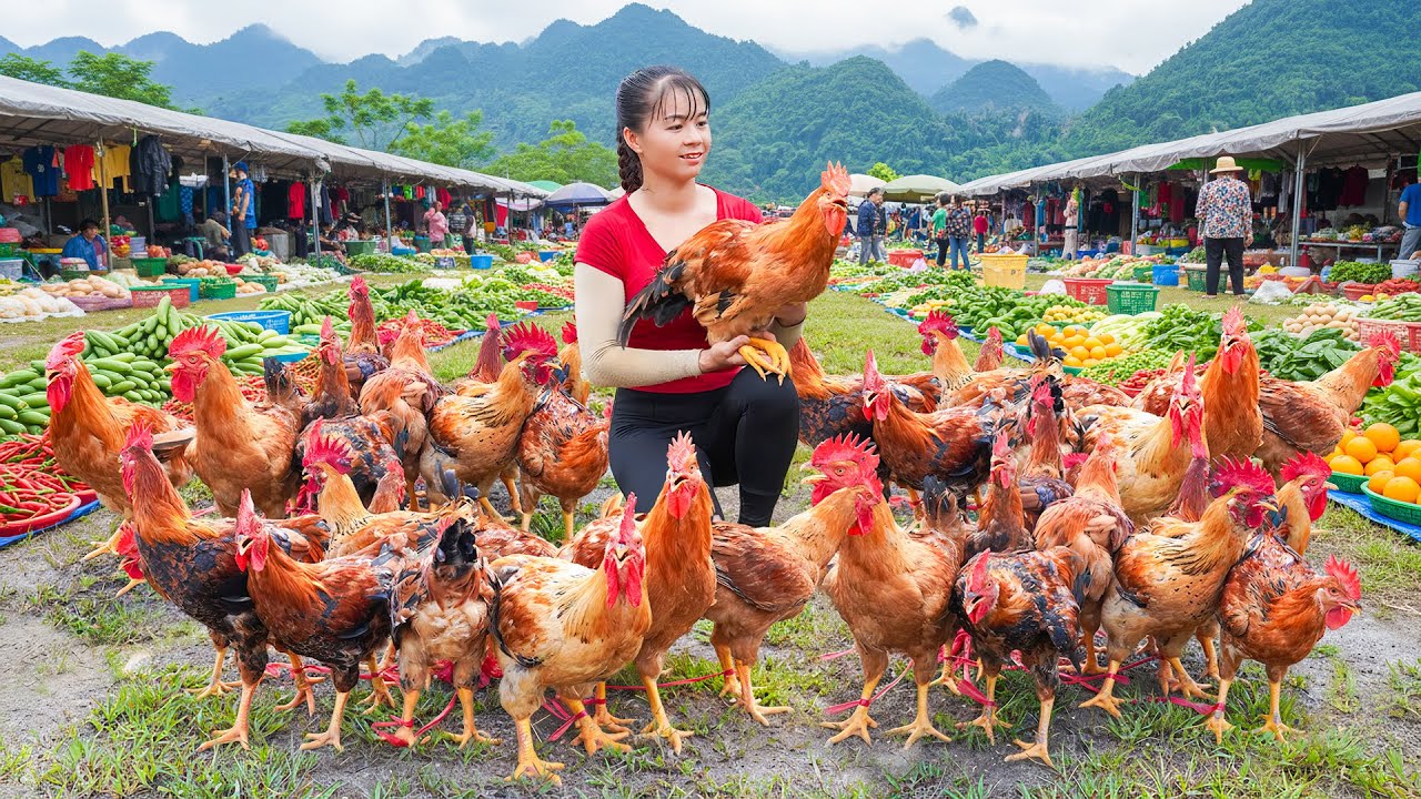 Harvest Many Big Chickens, Use Truck To Transport Chickens Goes To Market Sell - Farm Life