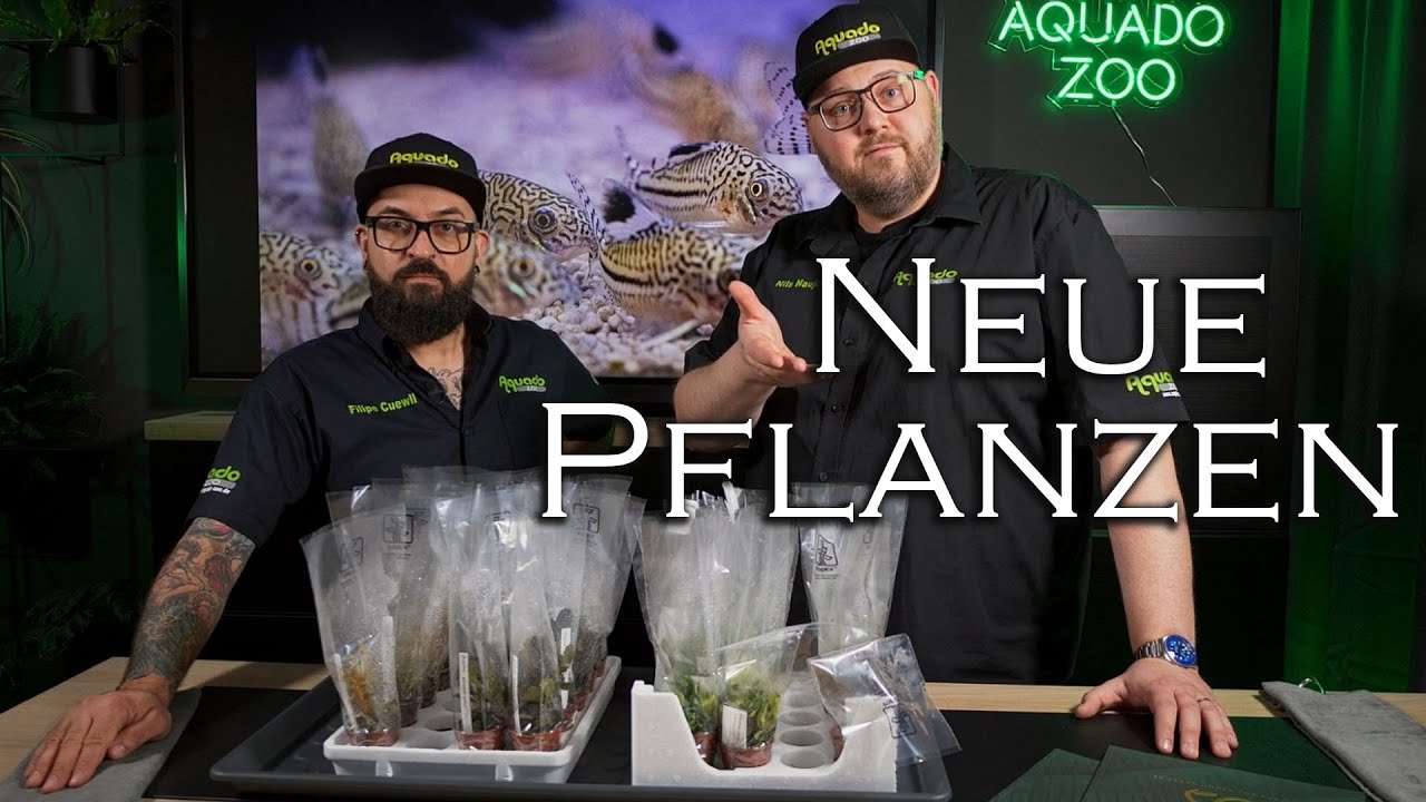 Welche Pflanze schafft es ins Tropica-Sortiment? Wir testen mögliche Neuheiten | Aquado-Zoo Dortmund