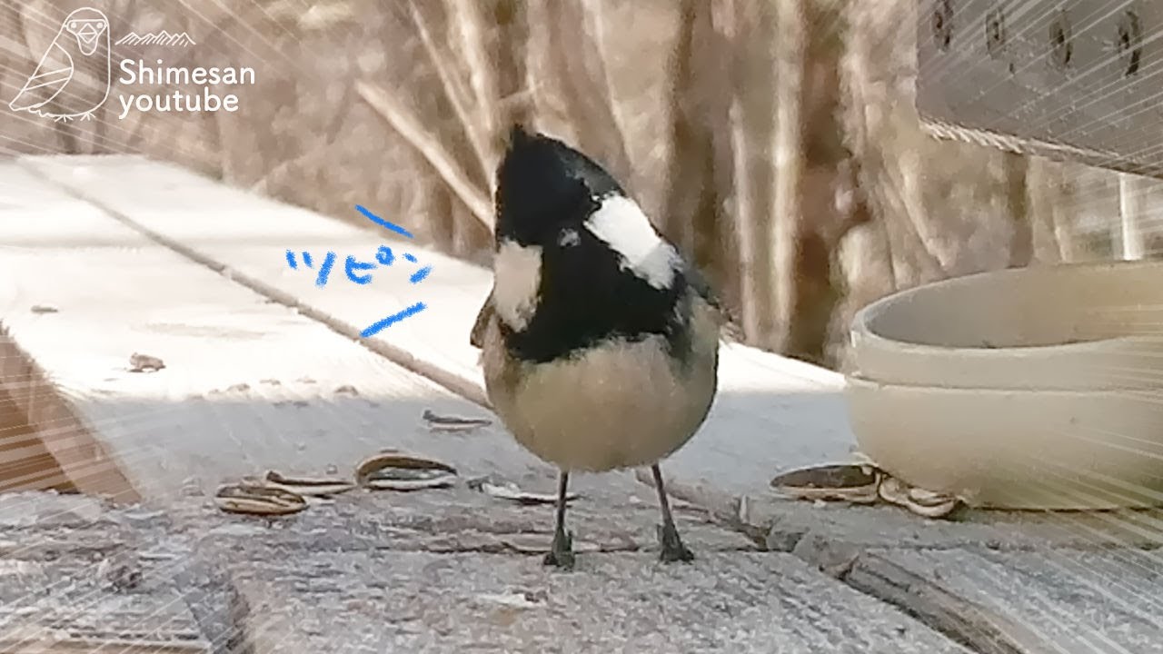 Угольная синица, очень маленькая птичка, имеет очень громкий, чистый, красивый голос!