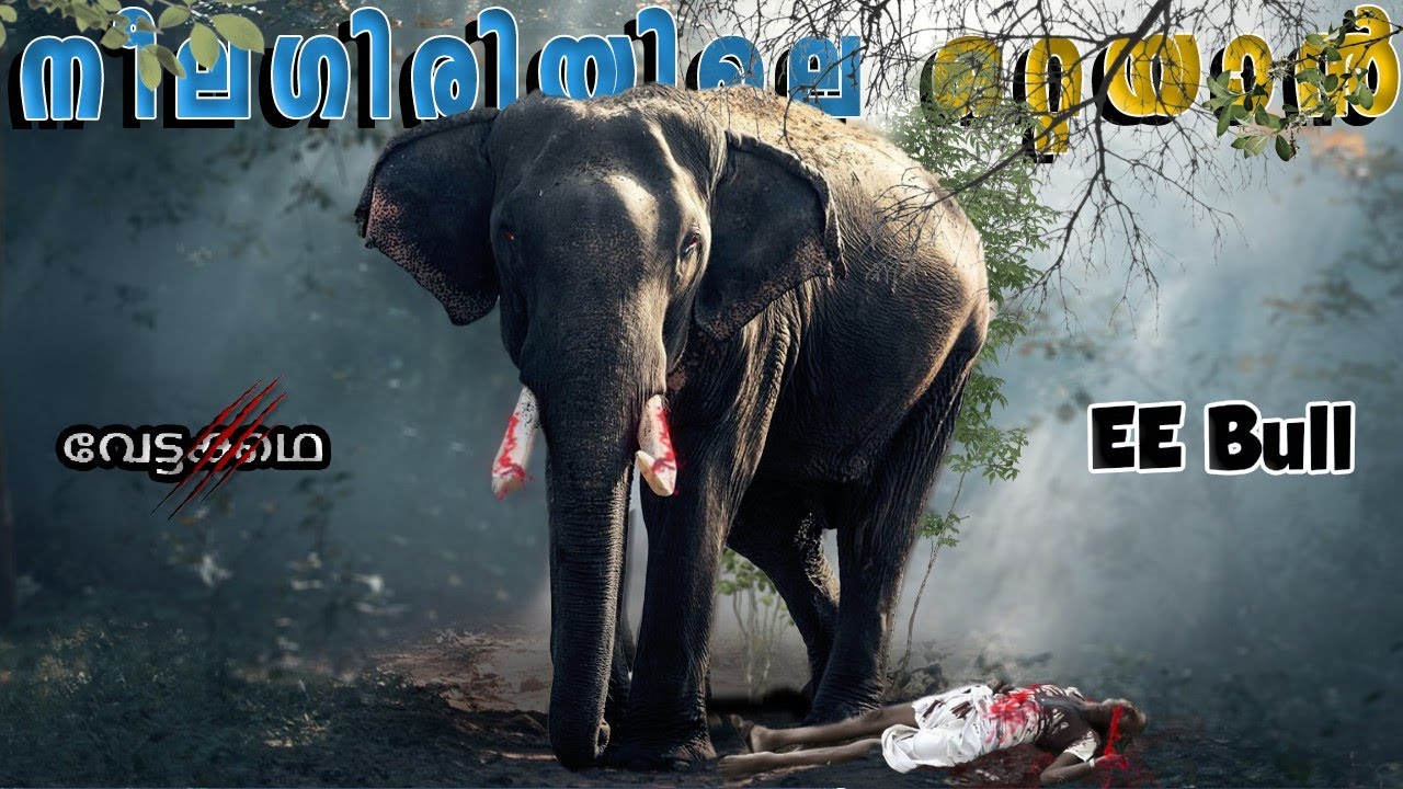 നീലഗിരിയിലെ ഒറ്റയാൻ|Hunting Story| Malayalam|Elephant Attack|Nilgiri|EBULL|@wildstoriesmalayalam
