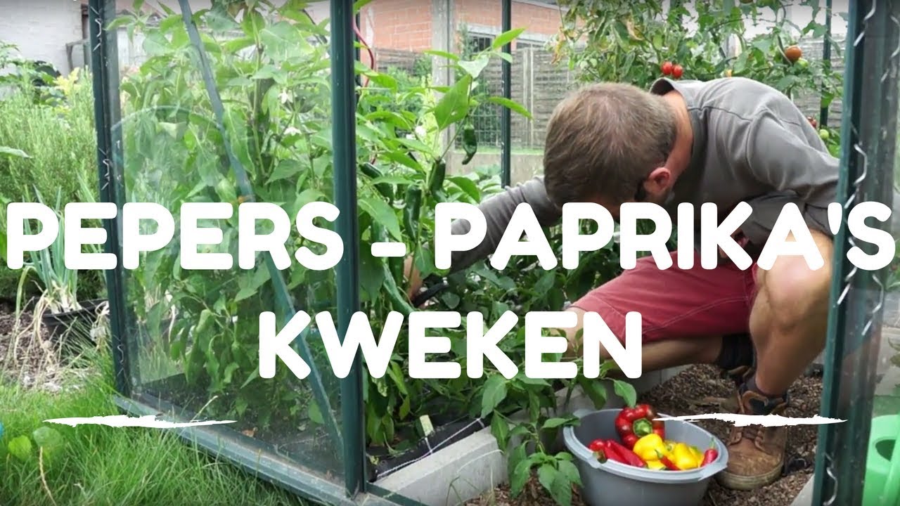 Pepers en Paprika's kweken van zaaien tot oogsten
