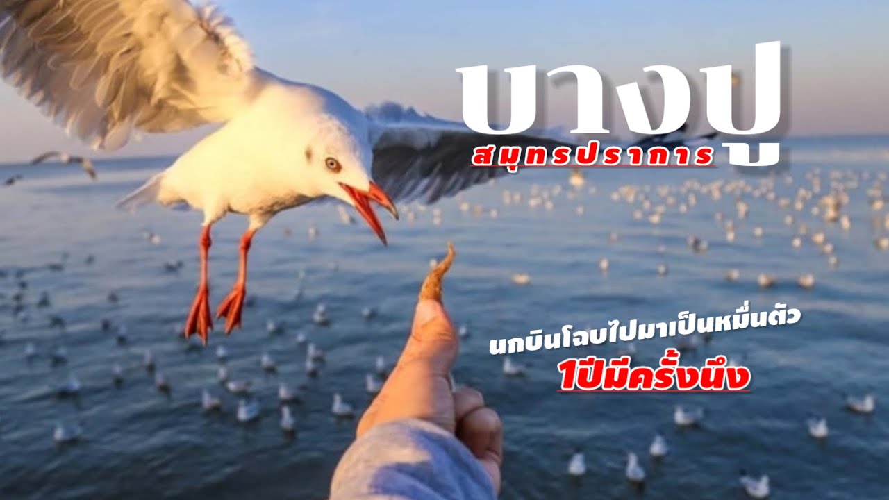นั่ง BTS ไปชมนกนางนวลนับหมื่น! ถ่ายรูป ให้อาหารนกกับมือ🕊️ | บางปูสมุทรปราการ