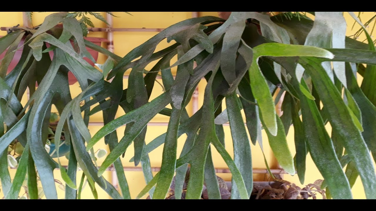 Replantando samambaia chifre de veado ( plathycerium bifurcatum)