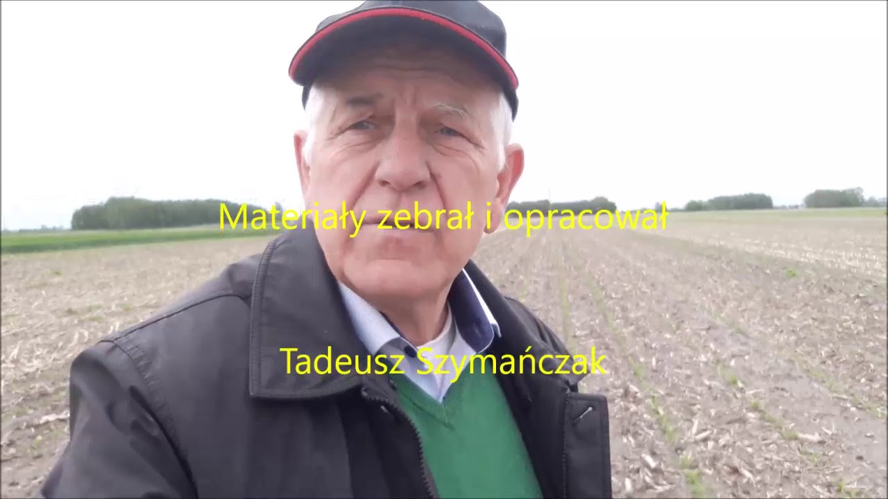 Doświadczenie z dwoma technologiami w uprawie kukurydzy 2020 05 31